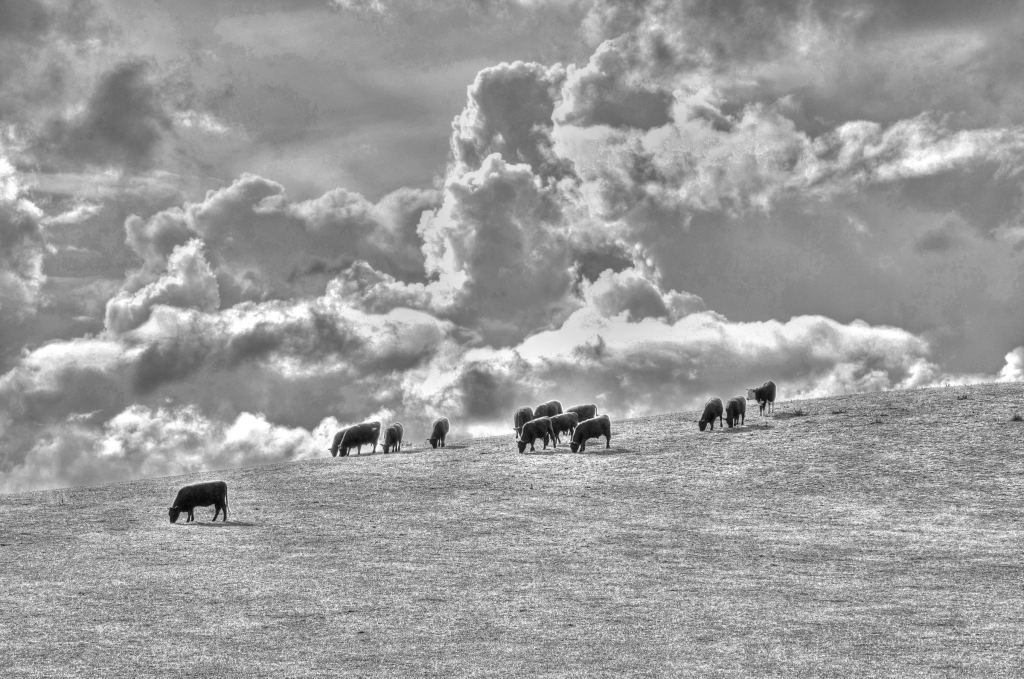 Cloudy day for some cattle on a hill.
