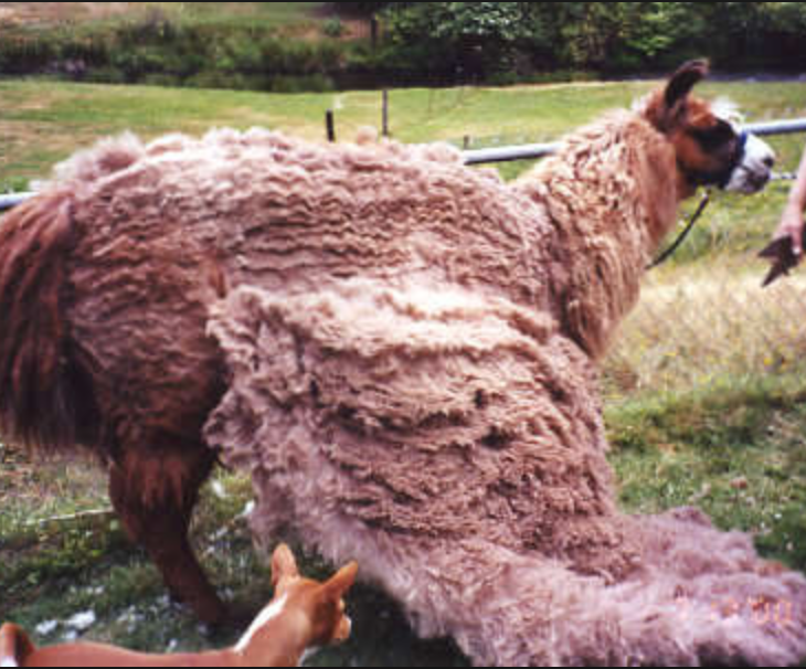 OFI 042: Llama Shearing |Mike Huffman | Llama Care