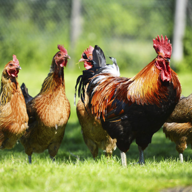 OFI 1906: The Mayor Of This Town Does Not Like Chickens! | Rural Crime Episode