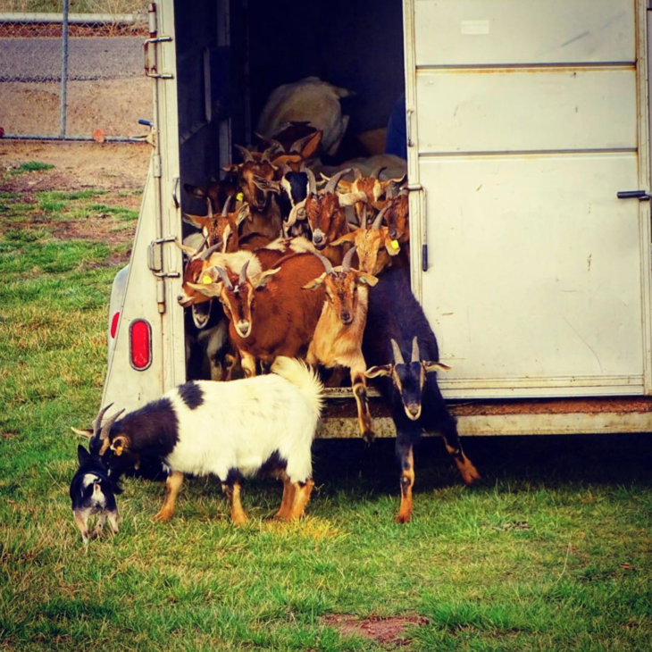 OFI 1769: The “Happy Little Accident” Of Becoming A Goat Farmer