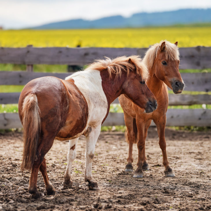 OFI 1808: Theft From The Back End Of A Horse | Rural Crime Episode