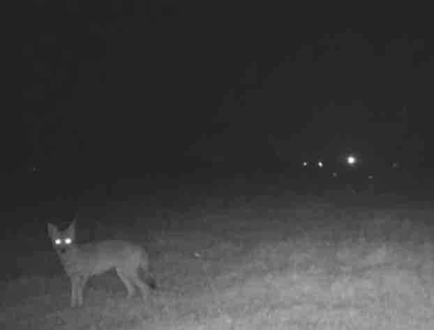 OFI 1790: Coyote Confirmed, Not Dead Yet | Farm Update