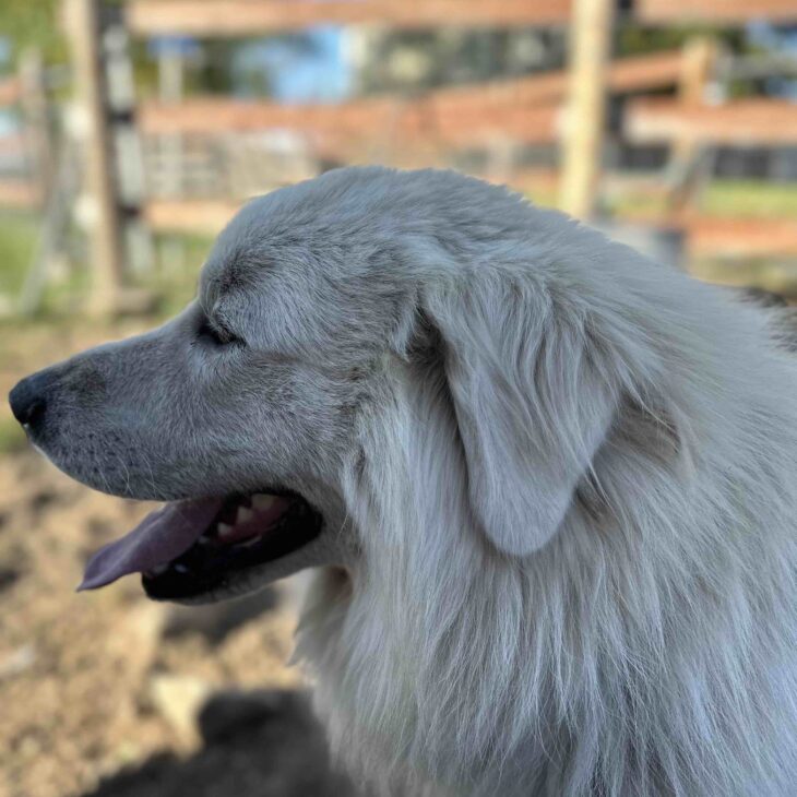 OFI 1825: 3 Dogs, More Goats And 30 More Days Of Irrigation