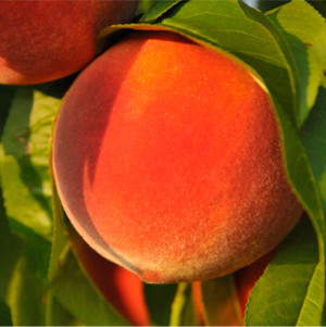 OFI 1829: Stealing Clemson’s Peaches | Rural Crime Episode